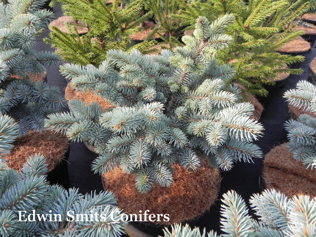 Picea pungens 'Aubies Spreader'